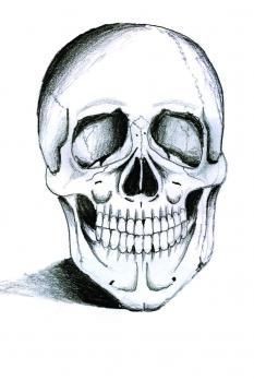 233x349 Best Skull Sketch References Images Bones, Skull, Skull Art