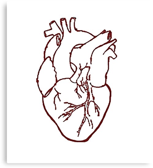 Anatomically Correct Heart Drawing Free Download On Clipartmag