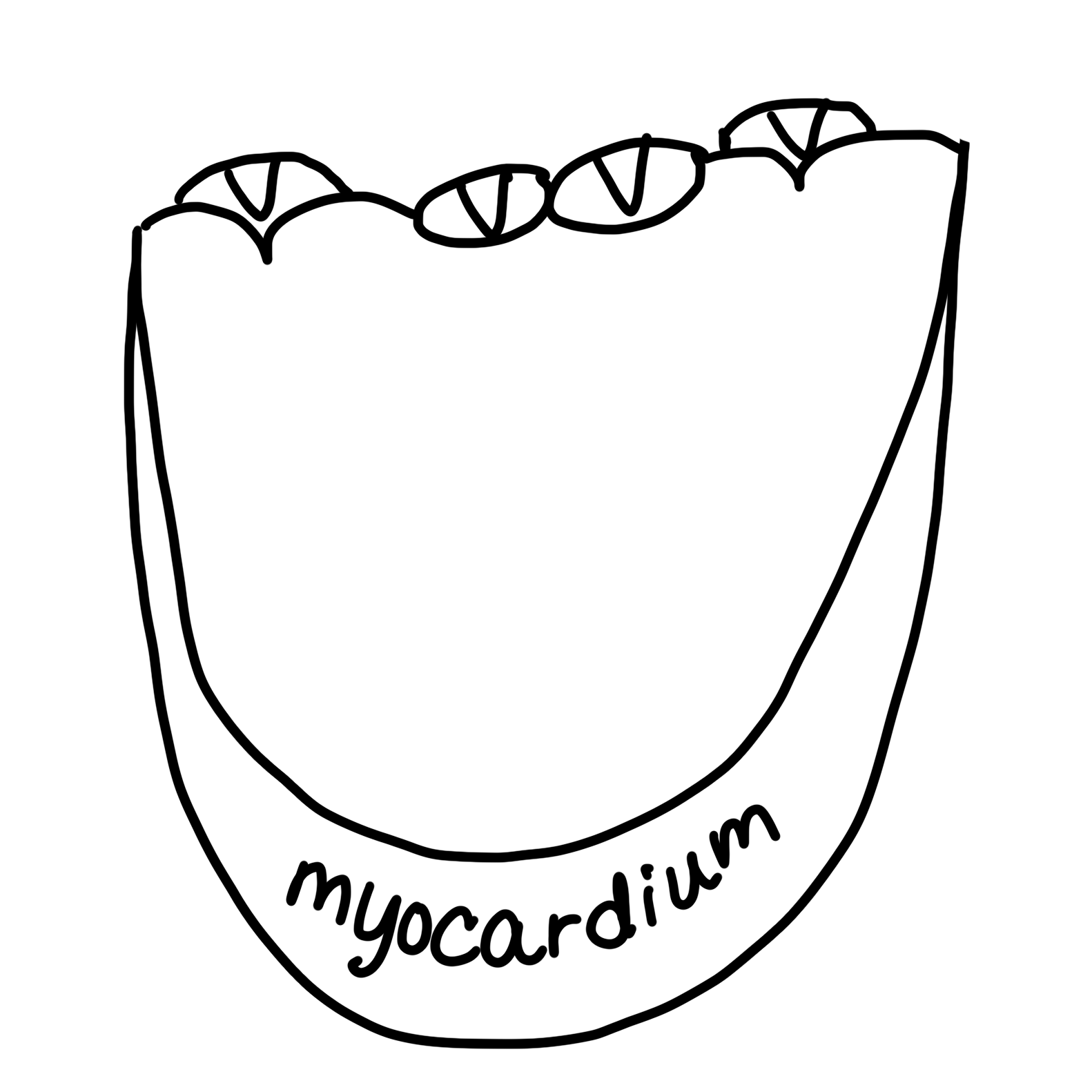 1582x1582 How To Draw An Anatomically Correct Heart The Easy Way! Just