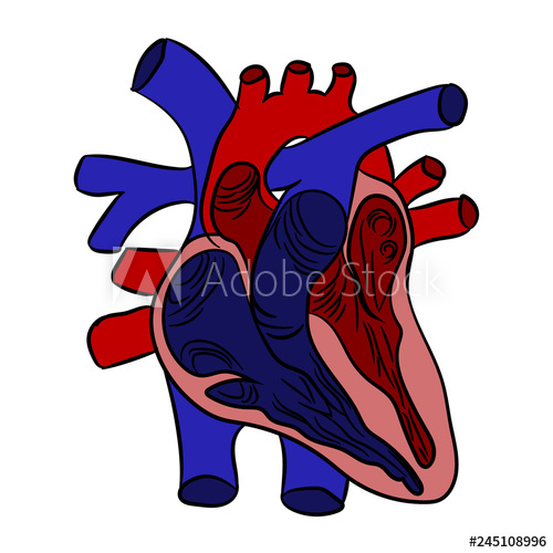 Anatomically Correct Heart Drawing Free Download On Clipartmag