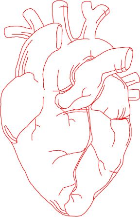 288x445 Art Inspiration Anatomisches Herz