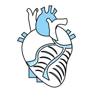 300x300 Anatomically Correct Heart Royalty Free Vectors