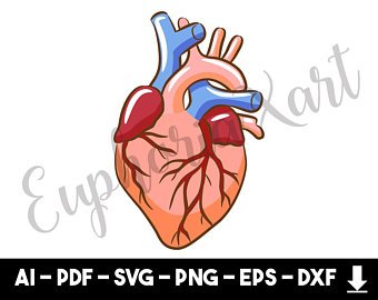 340x270 Anatomical Heart Etsy
