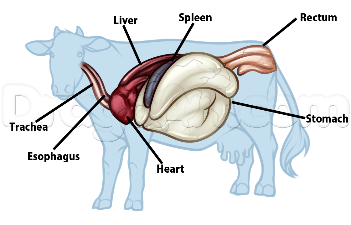 1121x718 Cow Anatomy Drawing, Step