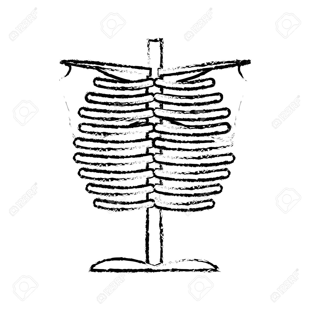 1300x1300 Chest Drawing Medical Anatomy For Free Download