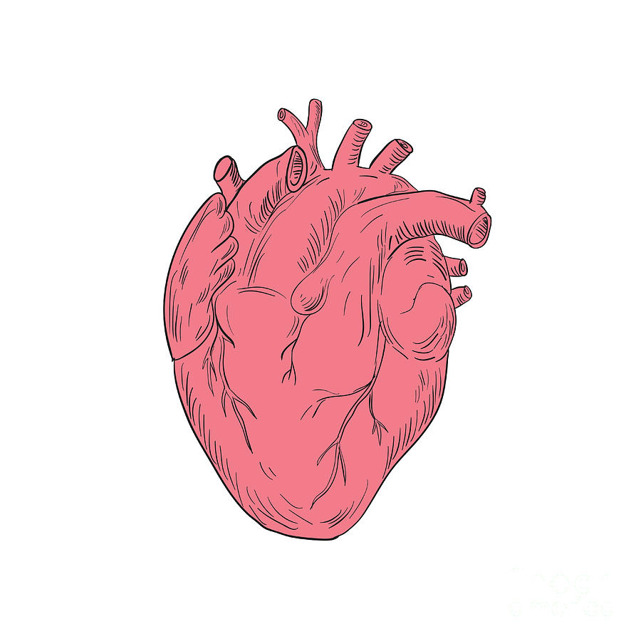 900x900 Human Heart Anatomy Drawing Digital Art