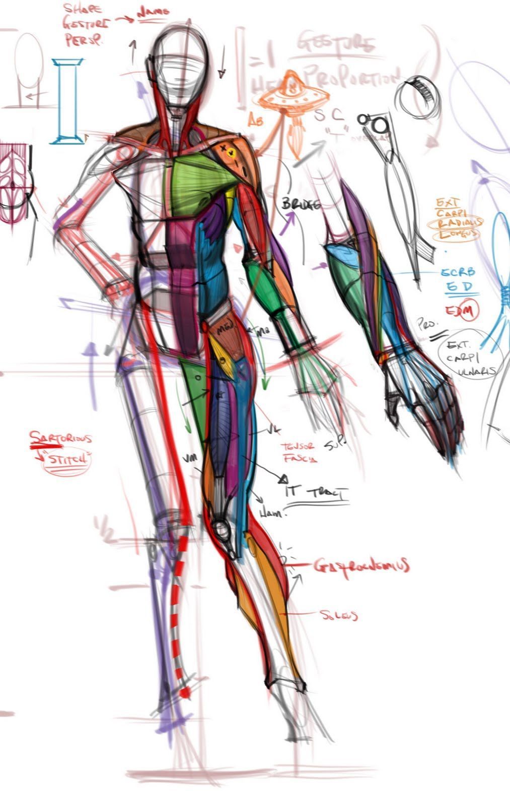 1013x1600 human figure muscles human figure drawing in anatomy