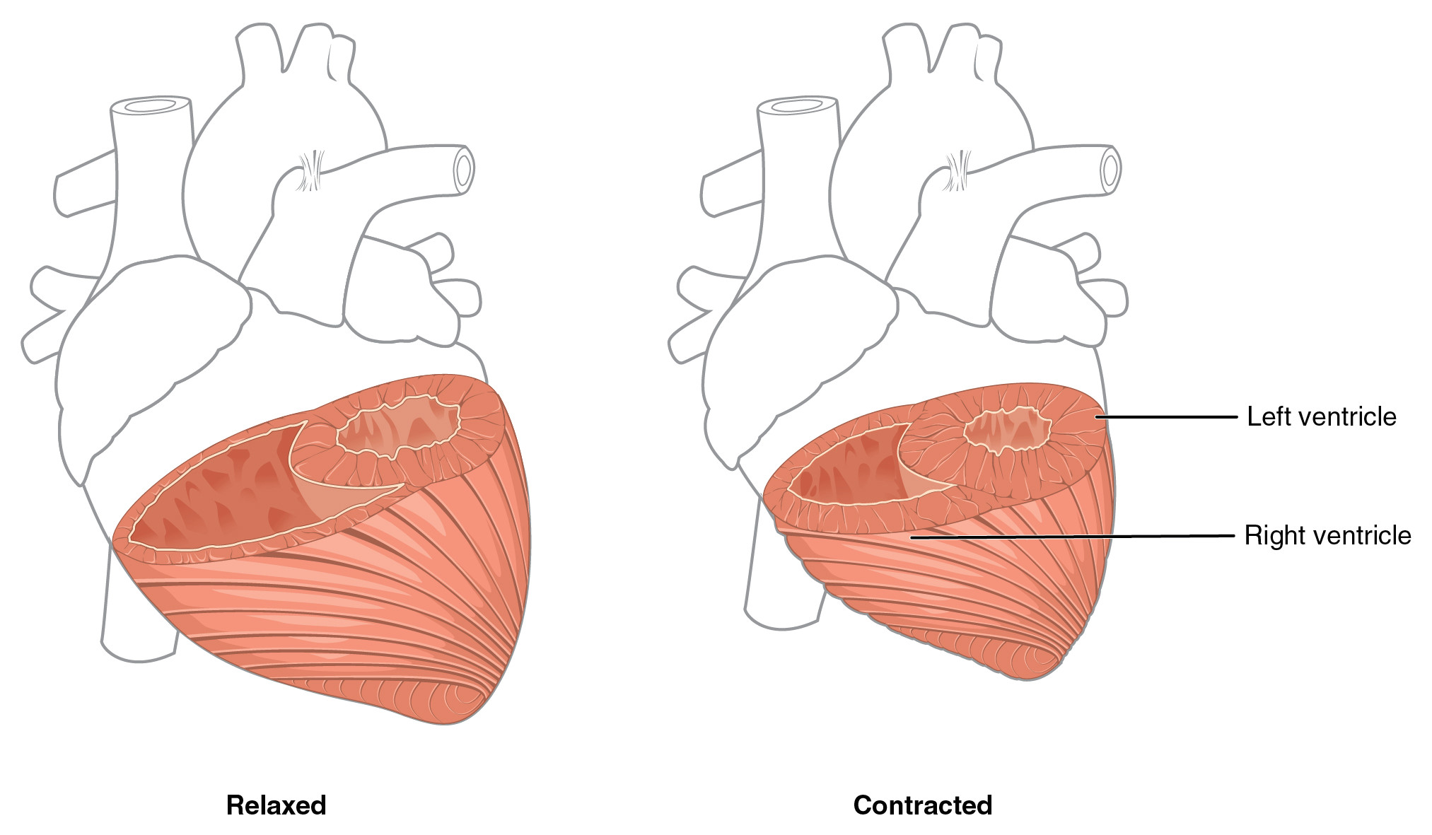 2025x1181 Biological Drawing Of A Heart Dissection Heart Anatomy