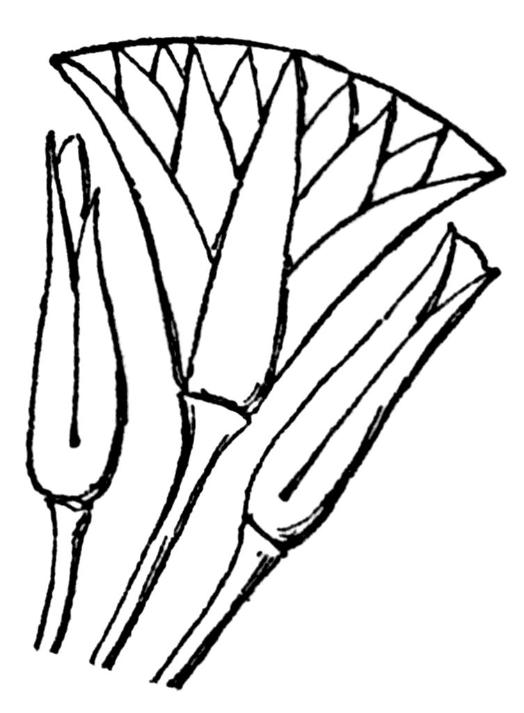 753x1024 Conventionalized Lotus Flower Ornament Ancient Egypt Egyptian