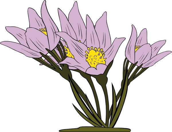 600x461 Anemone Patens Clip Art Free Vector In Open Office Drawing