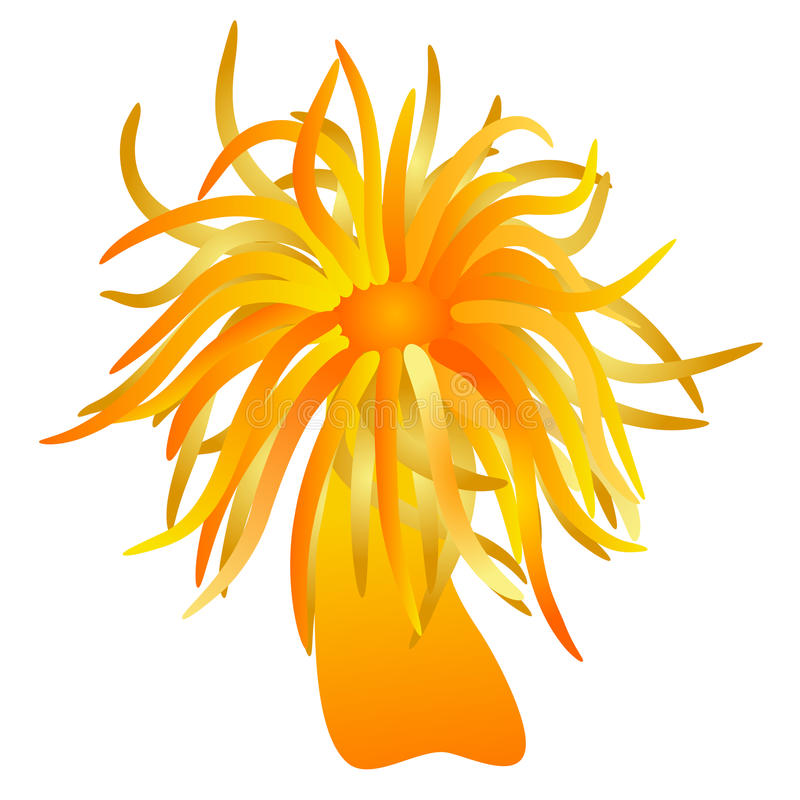 800x800 Collection Of Free Corol Clipart Sea Anemone Download On Ui Ex