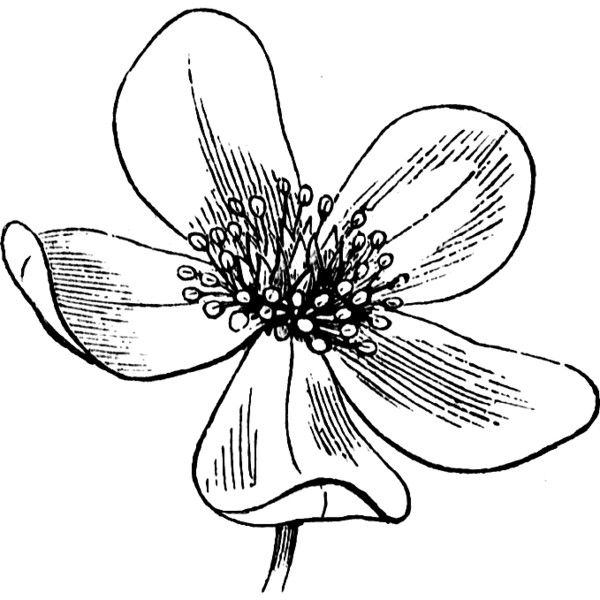 600x600 Flower Clipart Liked On Polyvore Copic Coloring