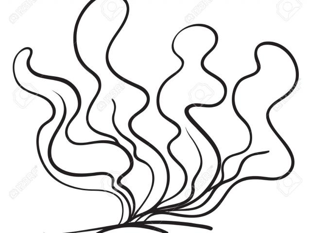 640x480 Sea Anemone Clipart Black And White