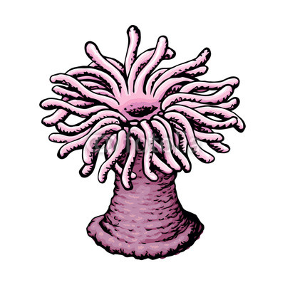 400x400 Sea Anemone Vector Sketch Buy Photos Ap Images Detailview