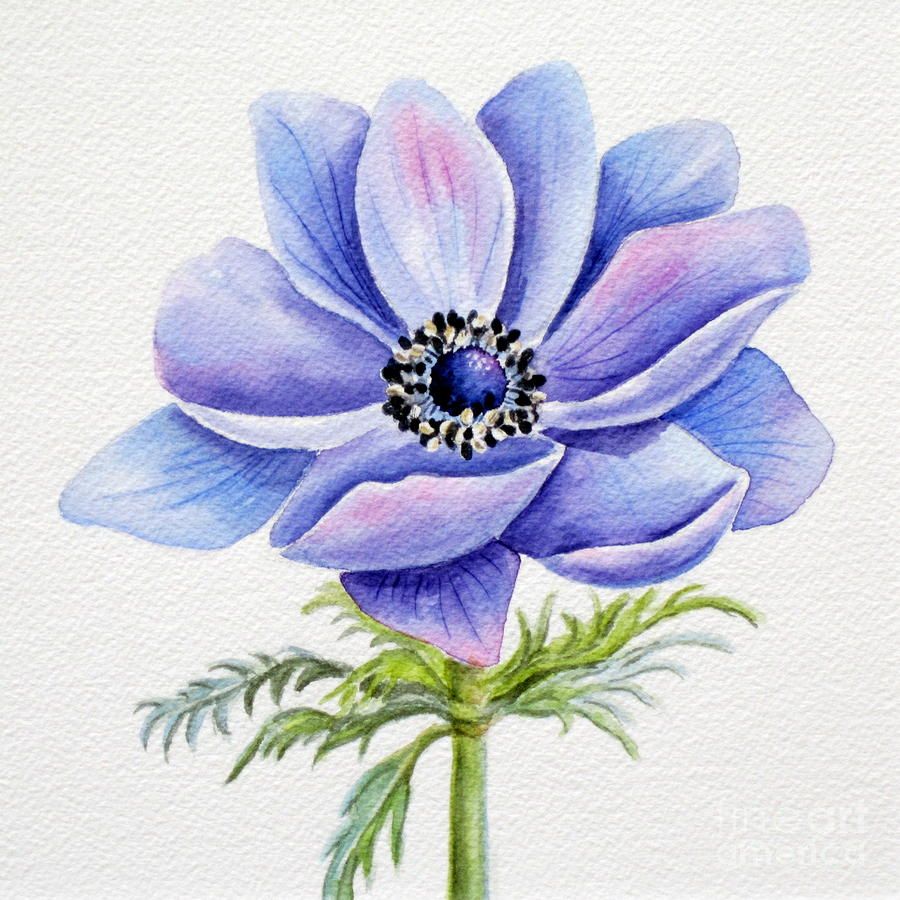 900x900 deborah ronglien watercolor water colour in flower prints