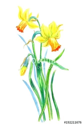 333x500 Spring Flowers Drawing