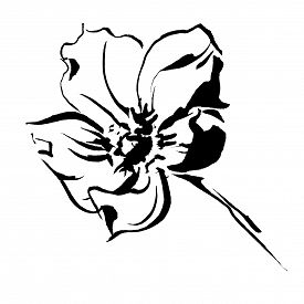 275x275 Anemone Photos And Images