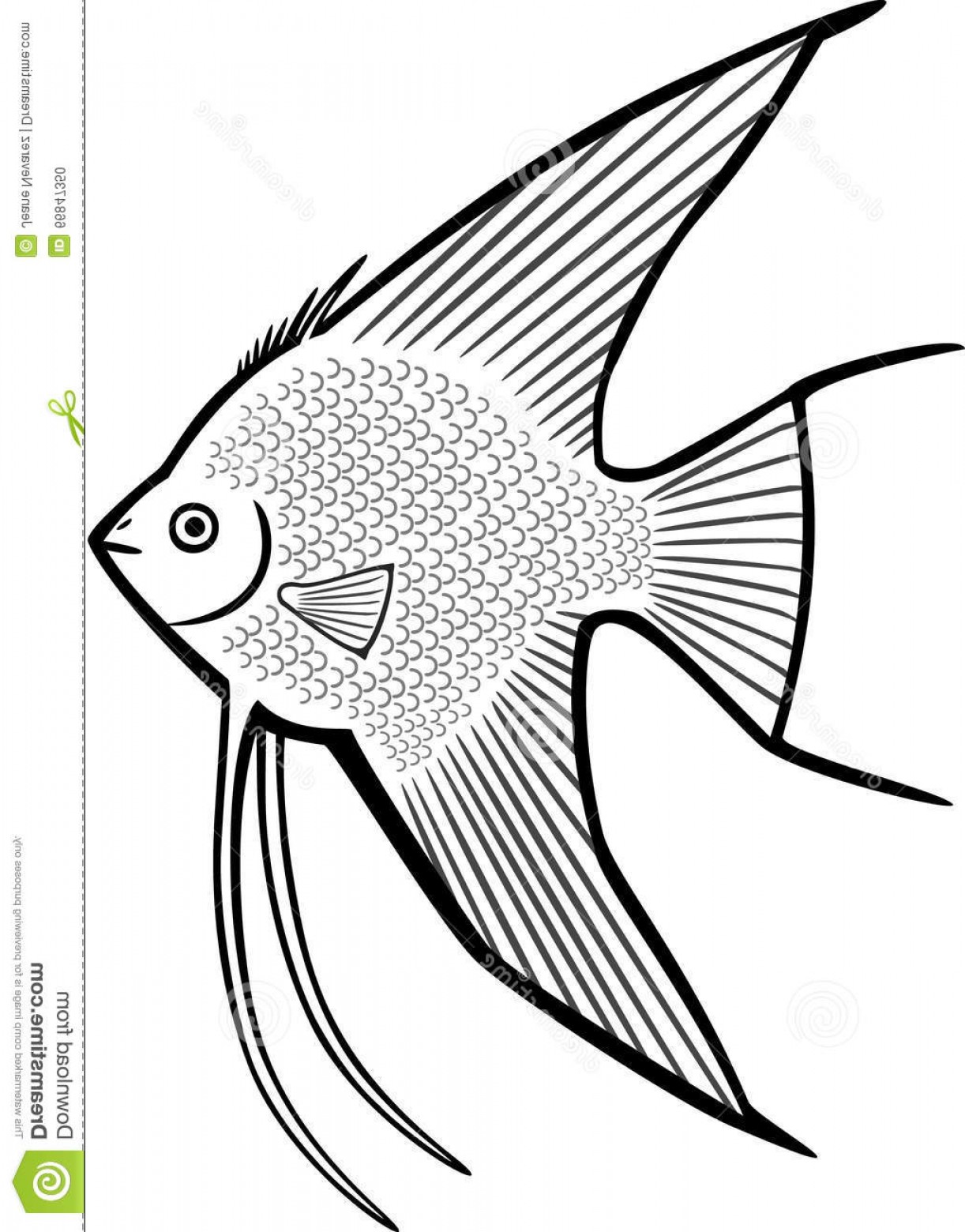 1222x1560 Stock Illustration Angelfish Line Drawing Standard Freshwater