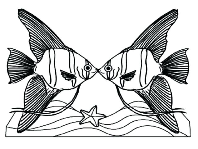 640x480 Angelfish Drawing