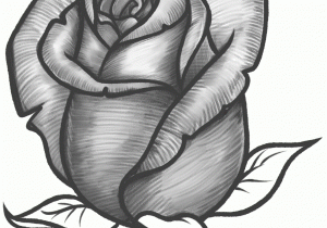 300x210 Rose Flower Pencil Drawing Picture Angel Drawing Of Pencil