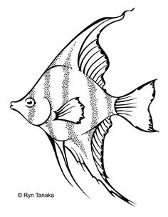 Angelfish Drawing