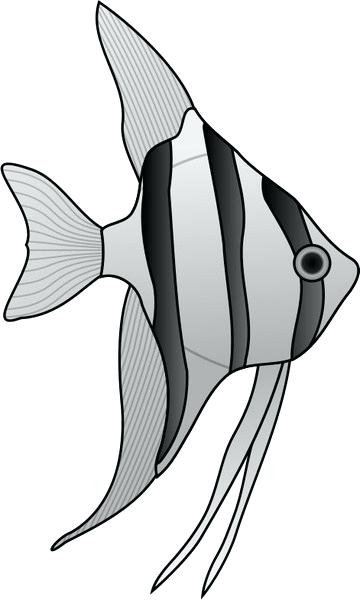360x600 angelfish drawing angelfish drawing images