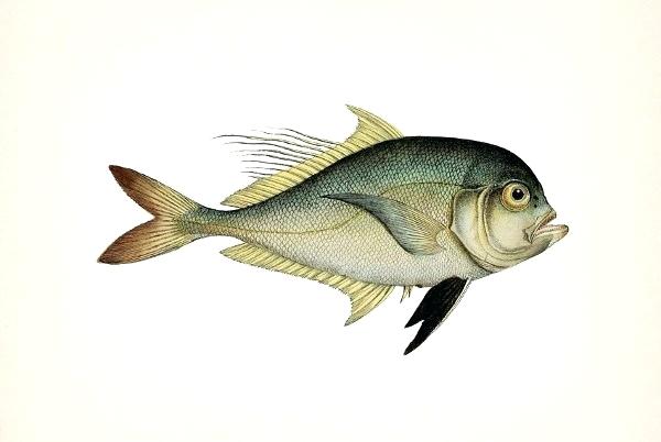 600x402 Fish Drawing Fish Picture Drawing Fish Tank Simple Drawing