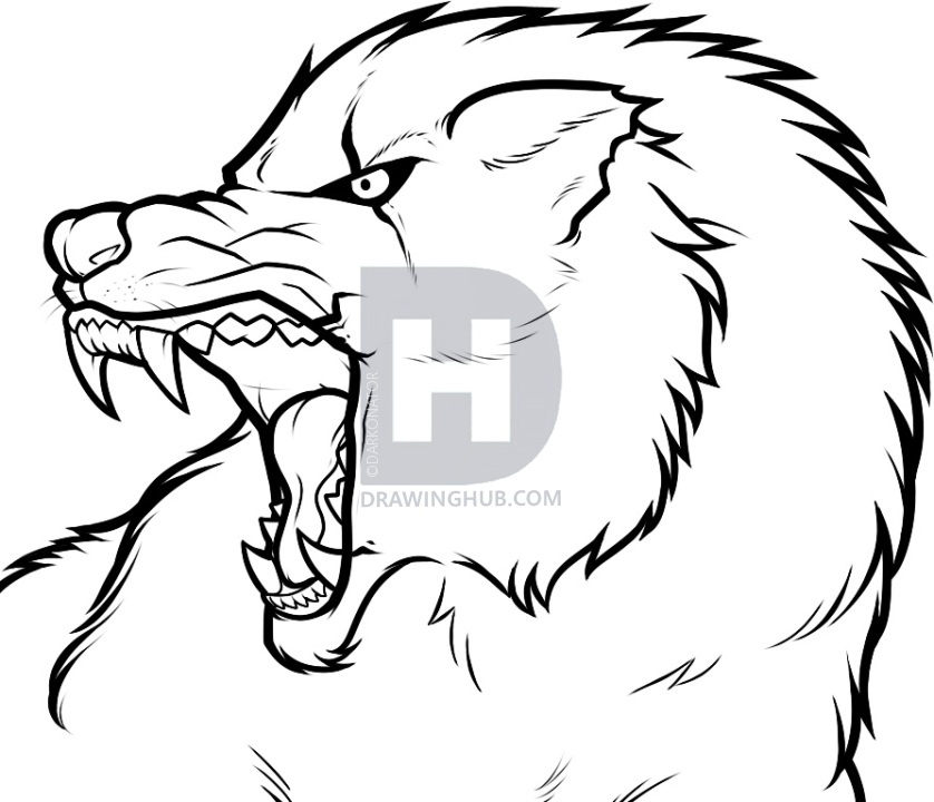 838x720 How To Draw An Angry Wolf, Angry Wolf, Step