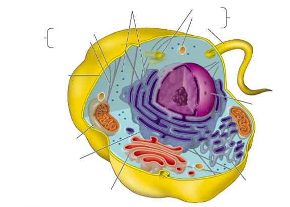 575x410 Pymokriwul Animal Cell Diagram Without Labels