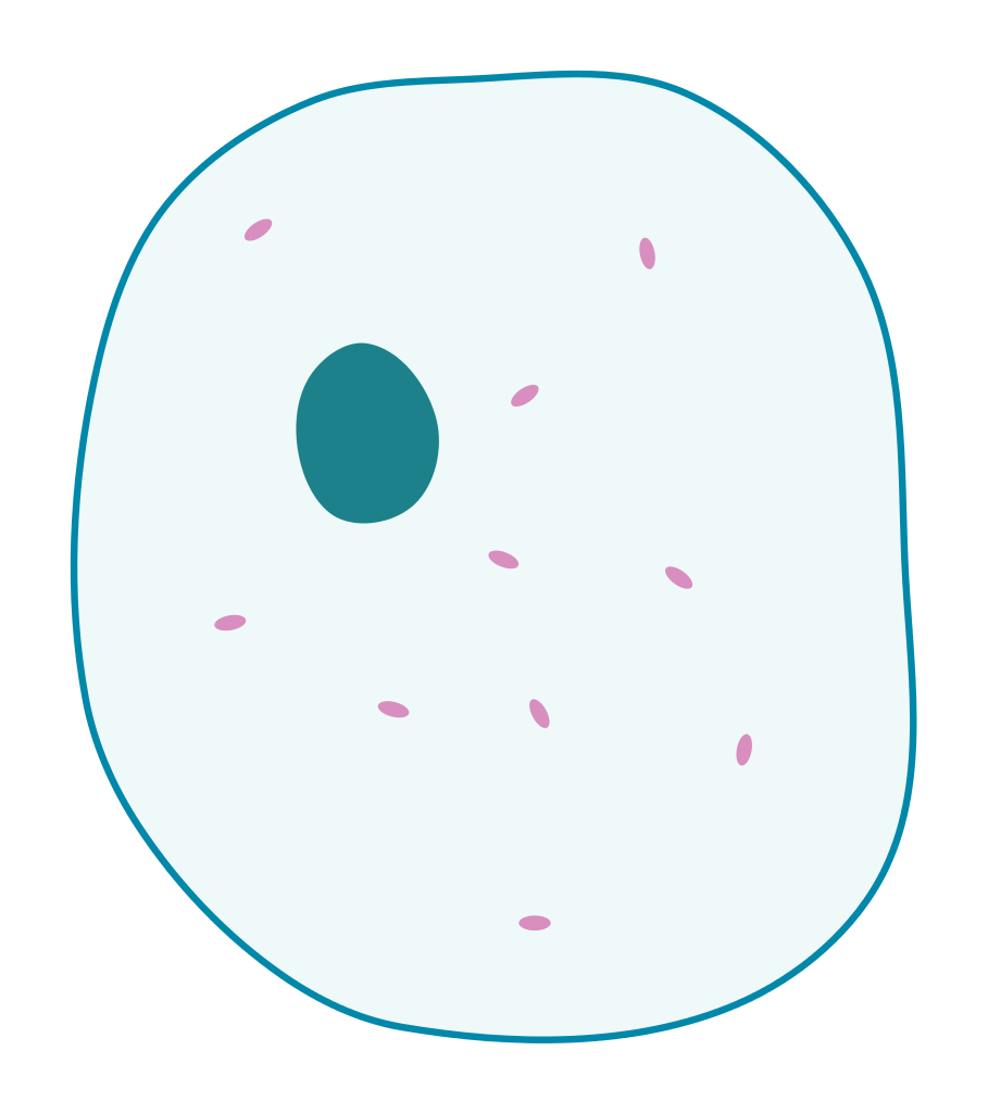 909x1024 Simple Animal Cell Drawing