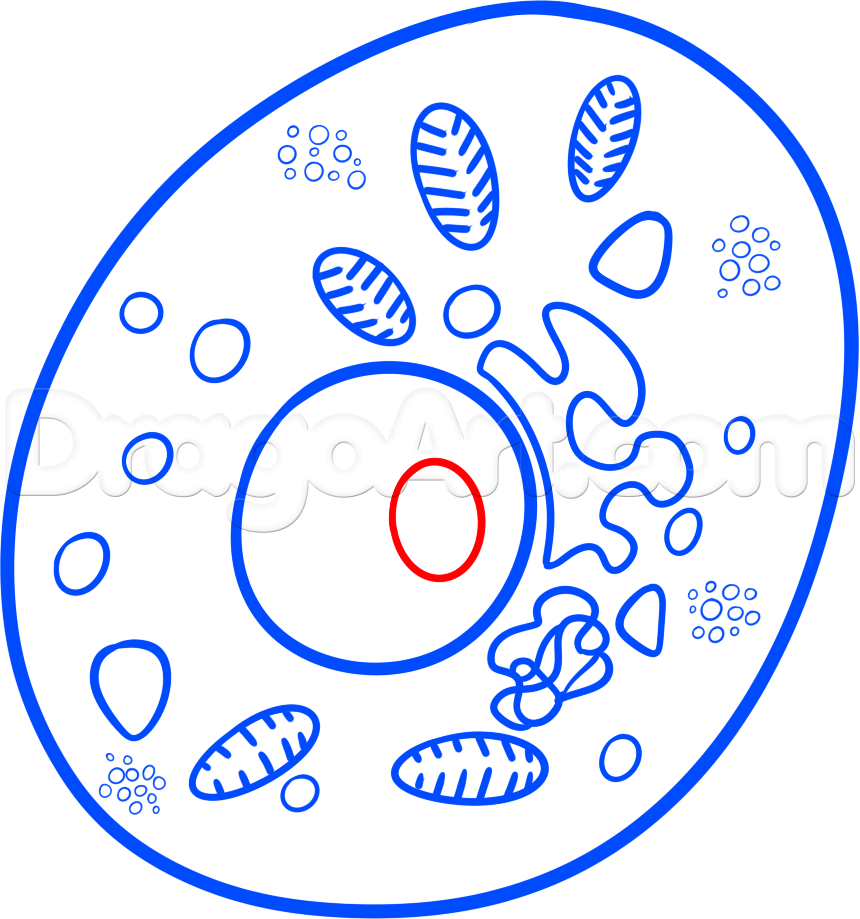 860x919 Step How To Draw A Cell
