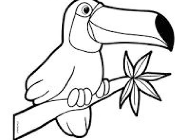 640x480 Easy Drawing Jungle Best Rainforest Images Animal Drawings