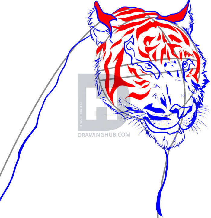 699x720 How To Draw A Realistic Tiger, Draw Real Tiger, Step