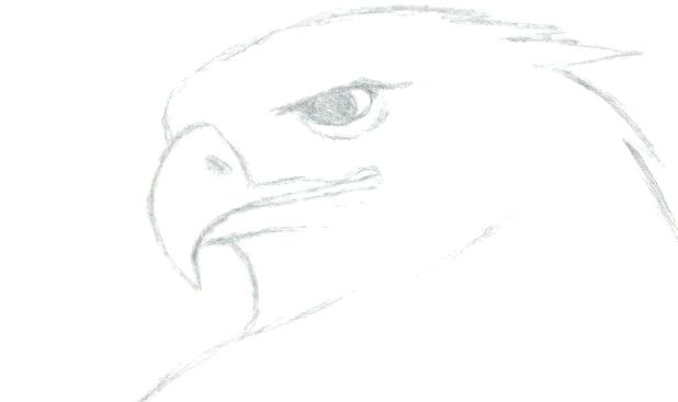 618x367 How To Draw Easy Animals