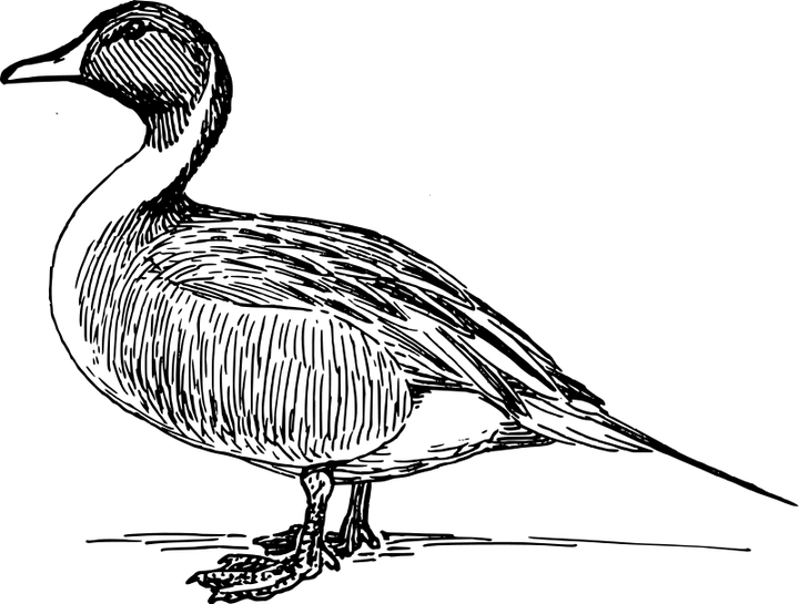 720x545 Collection Of Free Ducks Drawing Realistic Download On Ui Ex