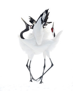 240x300 Animal Kingdom