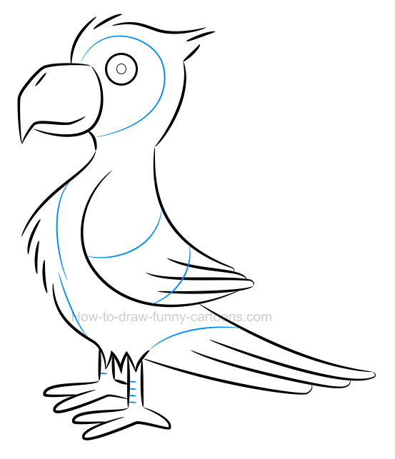 553x643 How To Draw An Illustration Of A Parrot