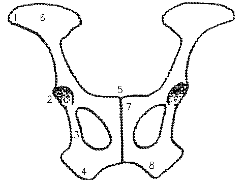 480x354 Forelimb Skeleton