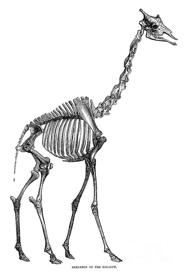 607x900 Giraffe Skeleton Animal Anatomy Skeleton Drawings, Giraffe