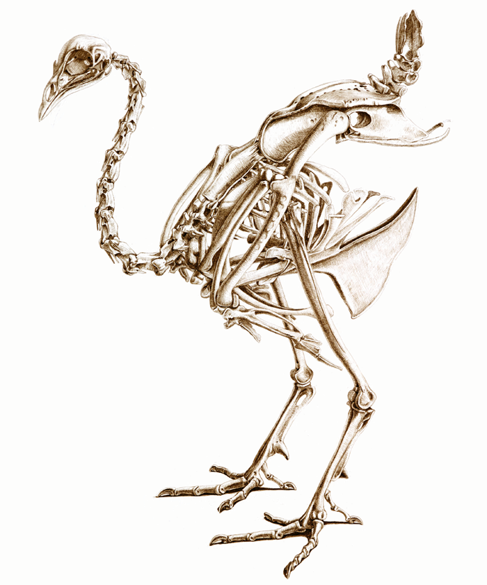 700x840 Animal Skeletons Animal Skeletons