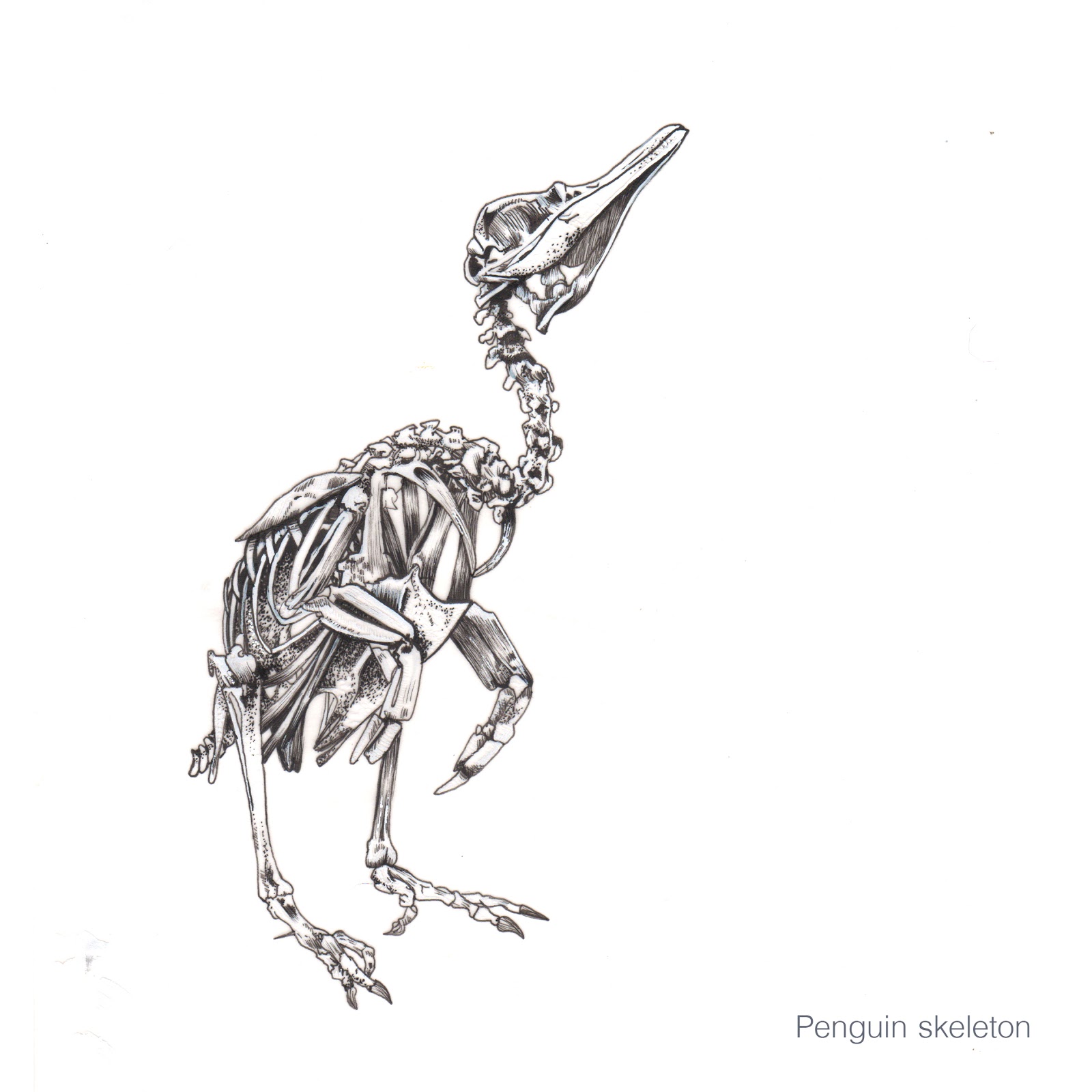 1600x1600 Amber Smith Illustration January