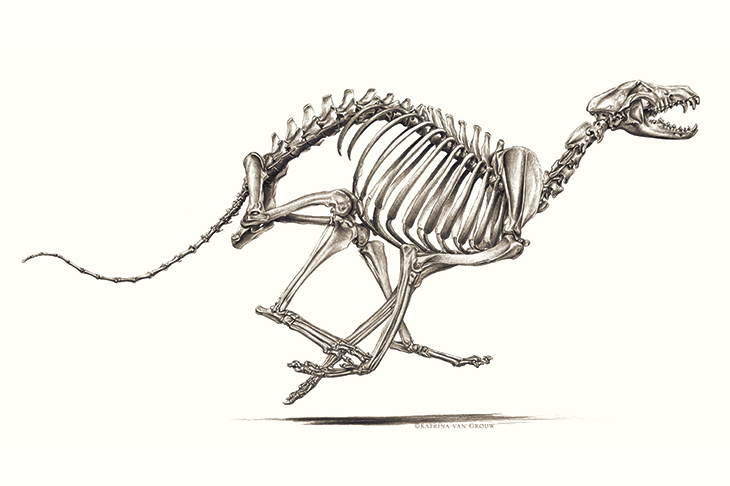 730x486 The Selective Breeding Of Pets How Far Should We Go The Spectator