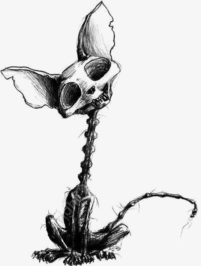 400x528 Animal Skeleton, Animal Clipart, Creative Skeleton, Weasel