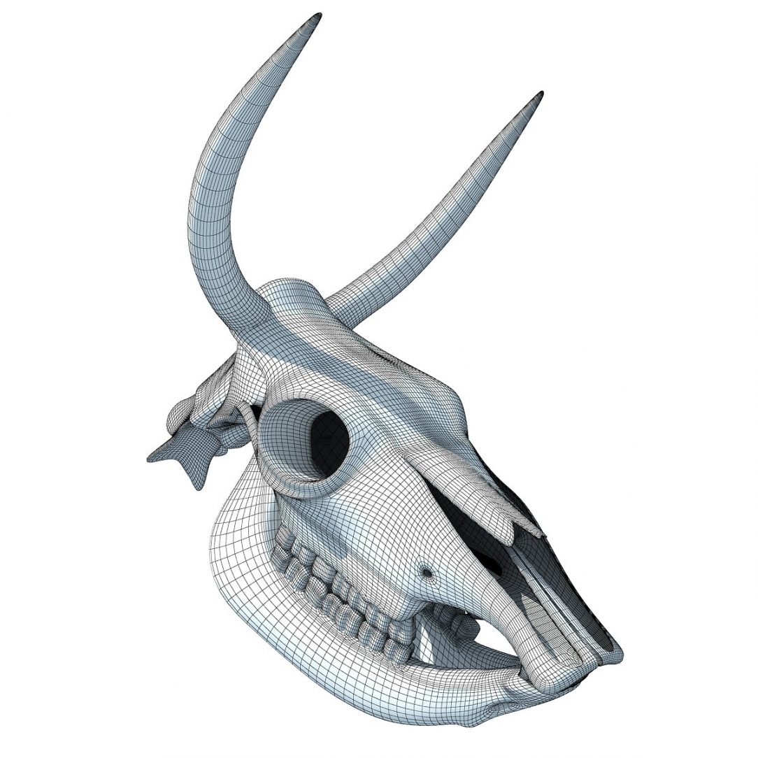 1084x1084 Animal Skull Drawing Deer Simple Easy Sketches Desert Step