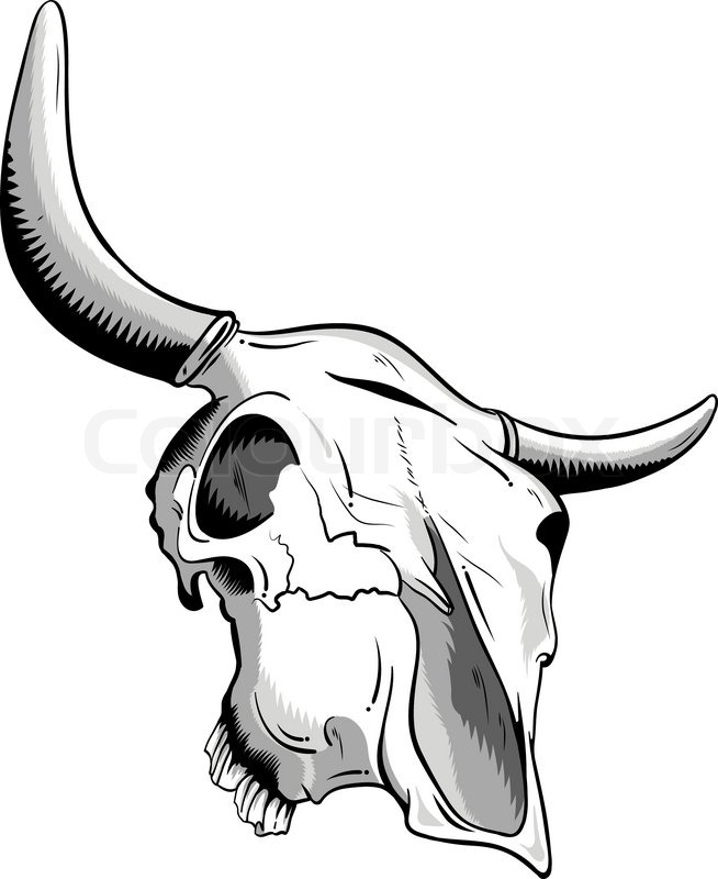 654x800 Animal Skull Isolated On The White Stock Vector Colourbox