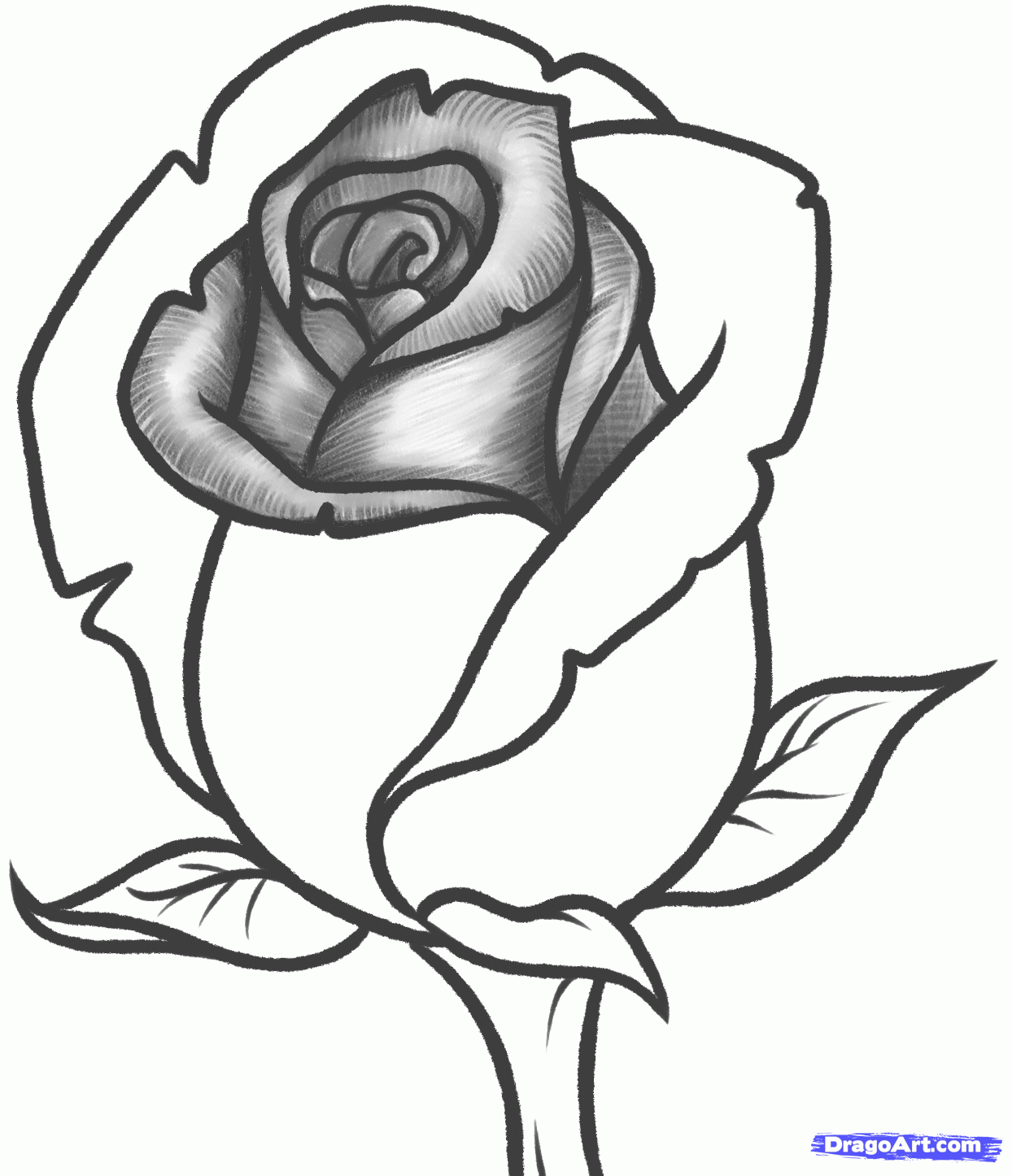 1244x1446 How To Draw A Rose Bud, Rose Bud, Step