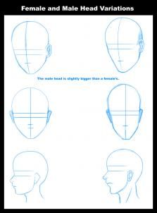 223x302 Female And Male Head Variations Pr Portraitsusts