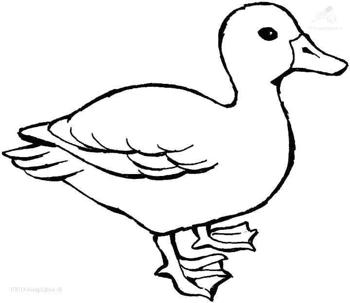 720x625 Drawing And Colouring For Kids Duck Line Drawing Coloring