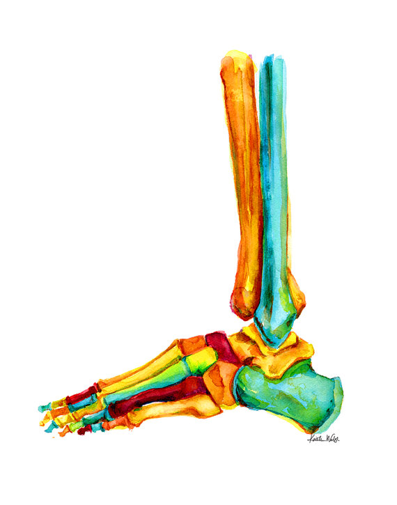 570x725 Foot And Ankle Bones Watercolor Print