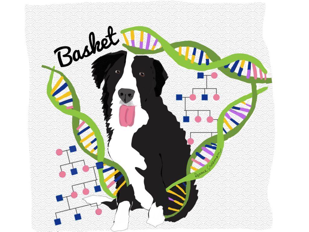 1024x768 Episode Our Student Basket Is Helping Geneticists Extend